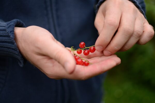 Mastering the Art of Calorie Counting: Unlocking Your Path to Health and Wellness