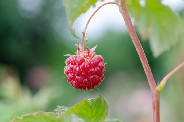 Supercharge Your Mind: Top Brain-Boosting Foods You Need to Try Today